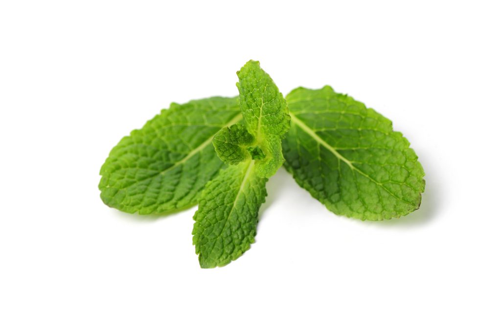 fresh mint leaves isolated 1